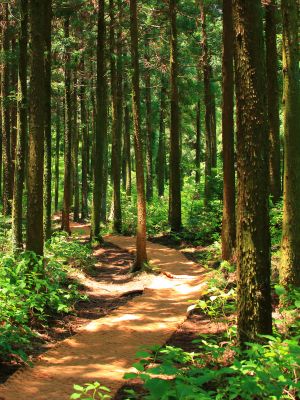 a scenic path winding through the woods