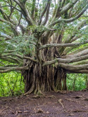 tree of life, a large tree with many, many branches