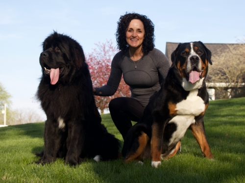 Julie James with her newfoundland and greater swiss mountain dog
